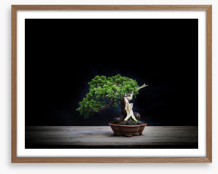 Black juniper bonsai
