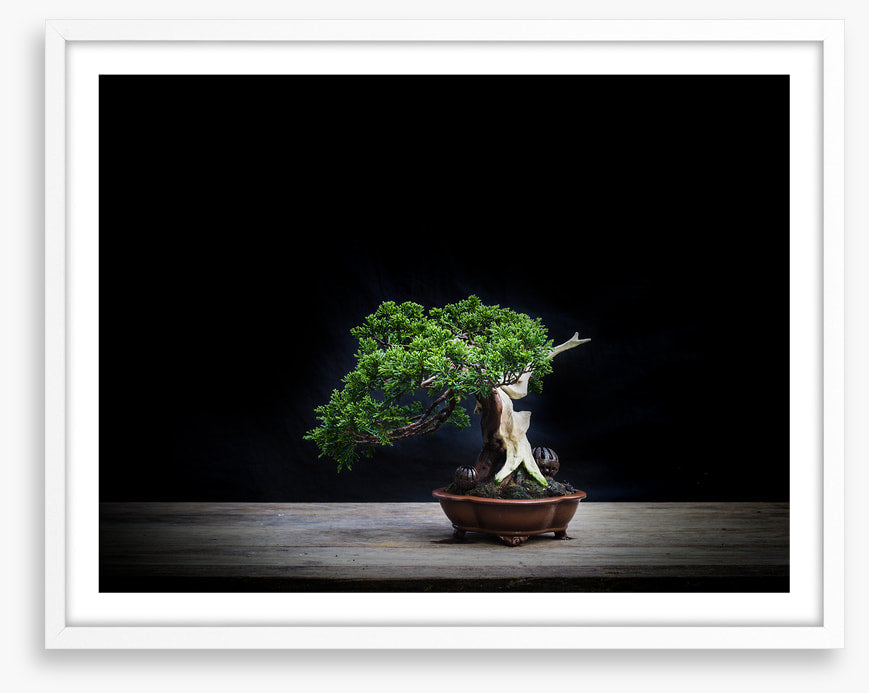 Black juniper bonsai