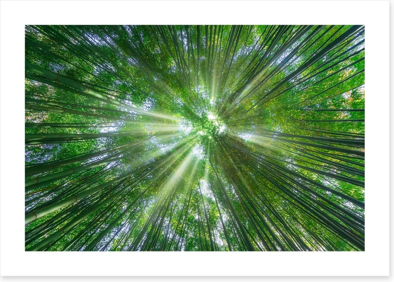 Sunbeam greens