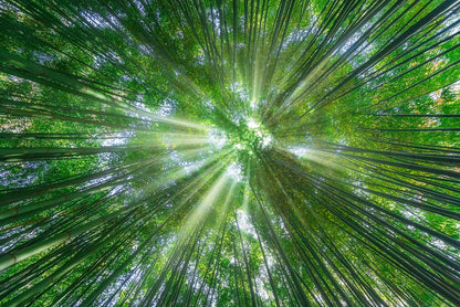Sunbeam greens