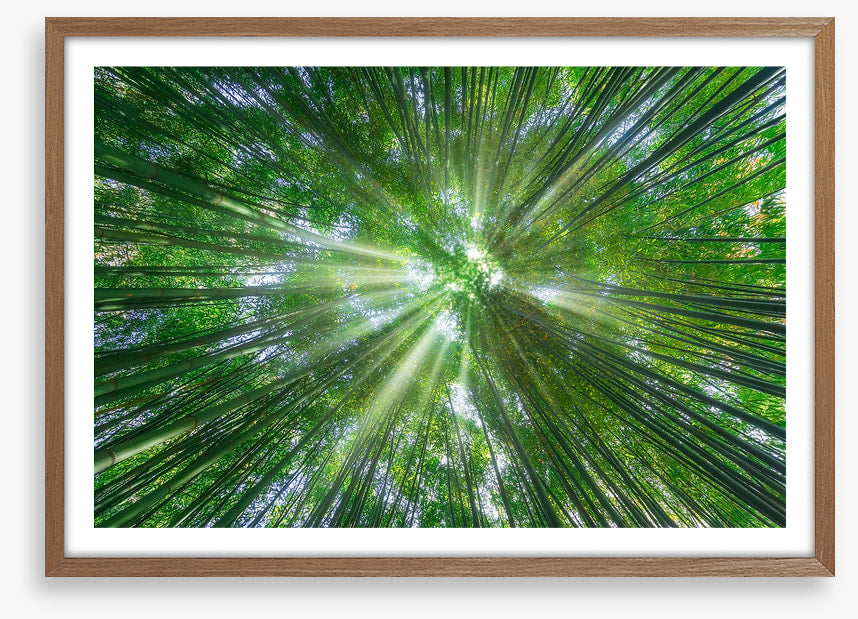 Sunbeam greens