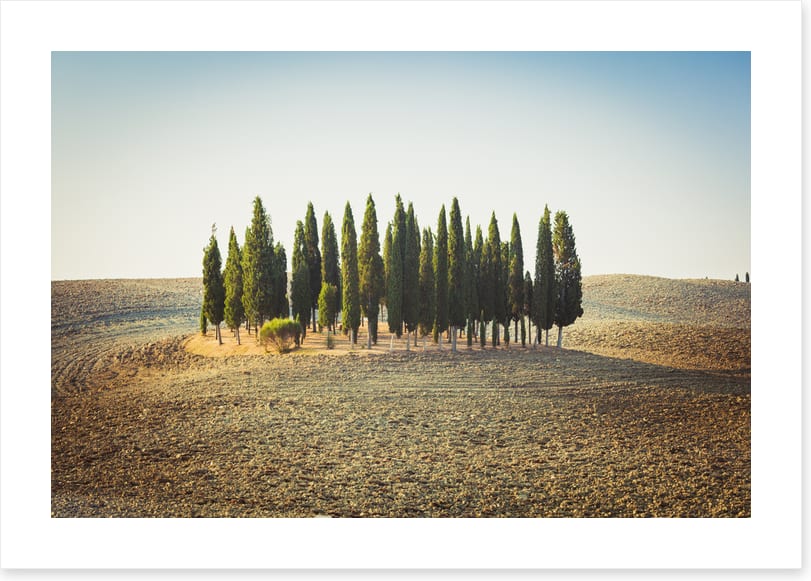 Trees