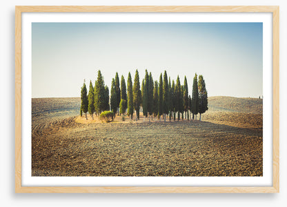 Trees