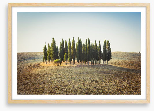 Trees