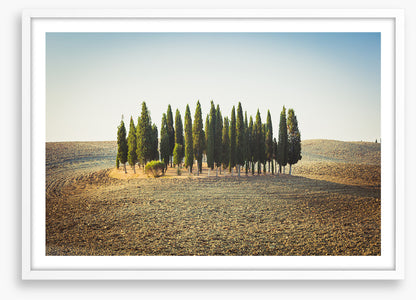 Trees