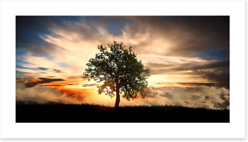 The lonely tree