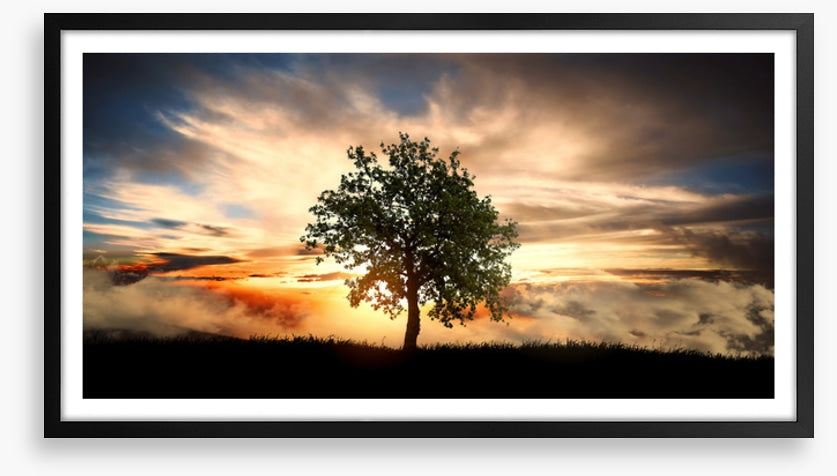 The lonely tree