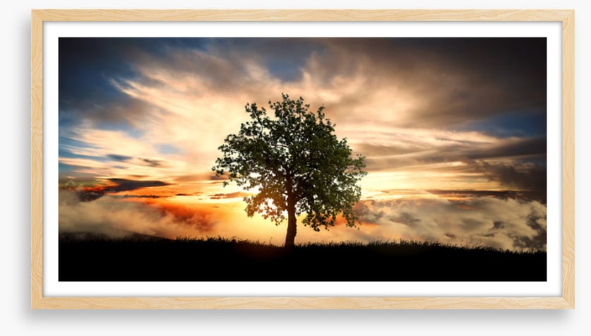 The lonely tree