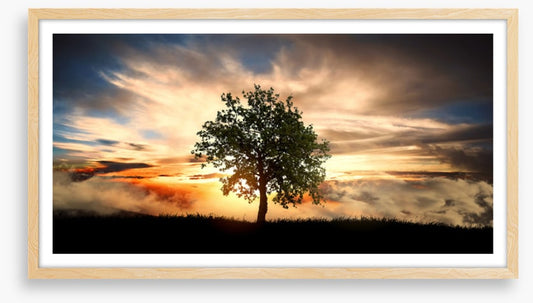 The lonely tree