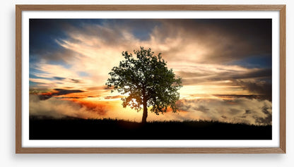 The lonely tree