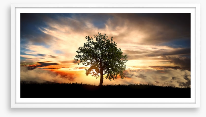 The lonely tree