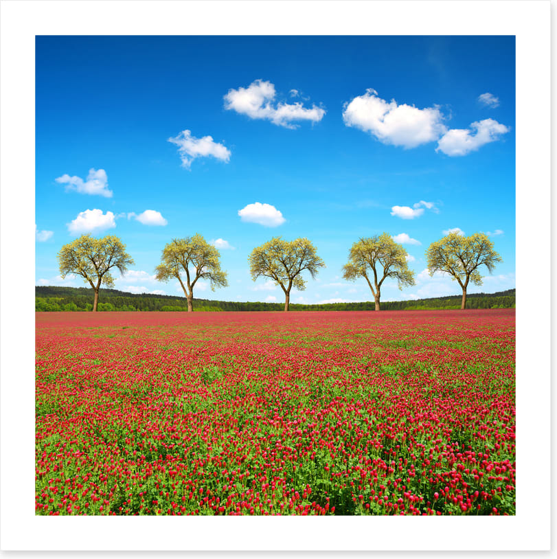 Five tree meadow