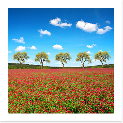 Five tree meadow