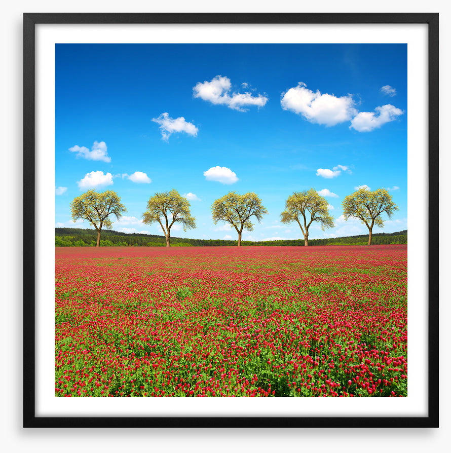 Five tree meadow