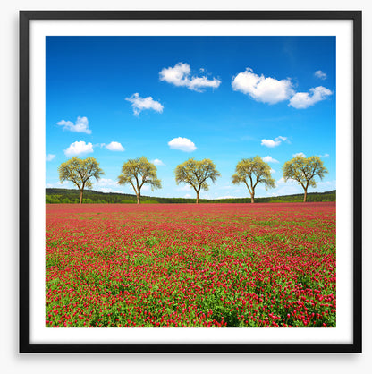 Five tree meadow