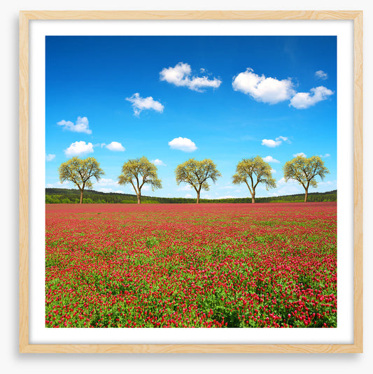Five tree meadow