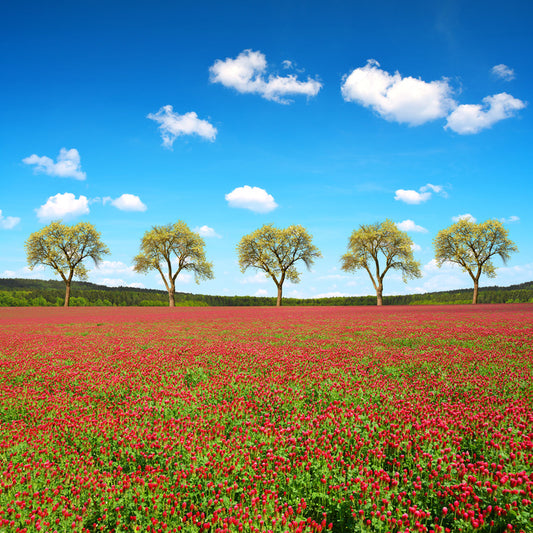 Five tree meadow