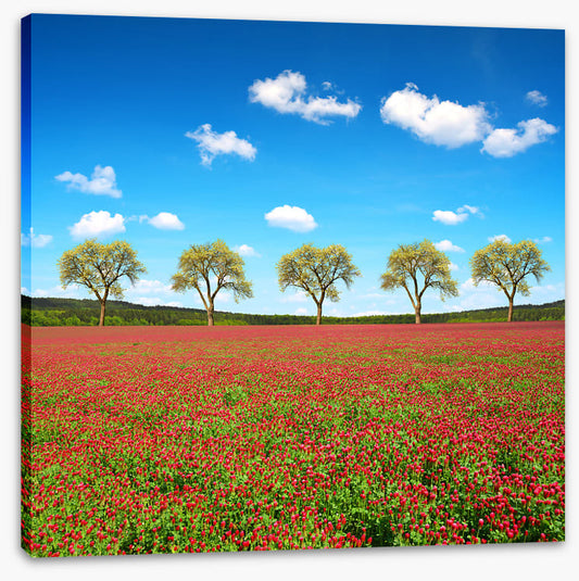 Five tree meadow