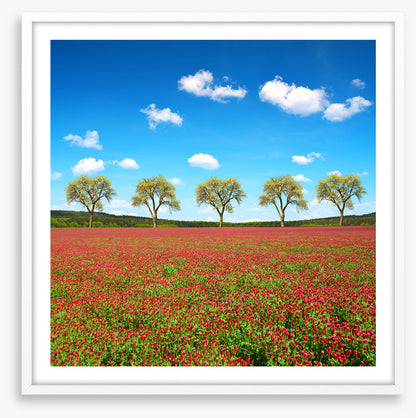 Five tree meadow