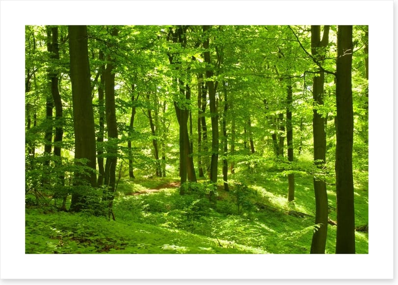 Emerald forest