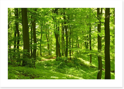 Emerald forest