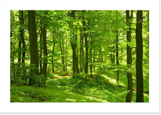 Emerald forest