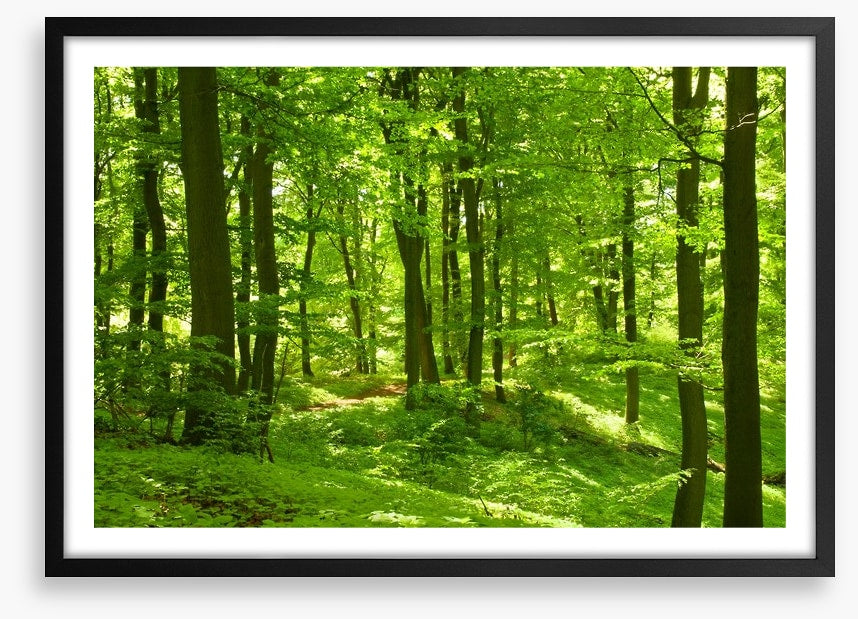 Emerald forest