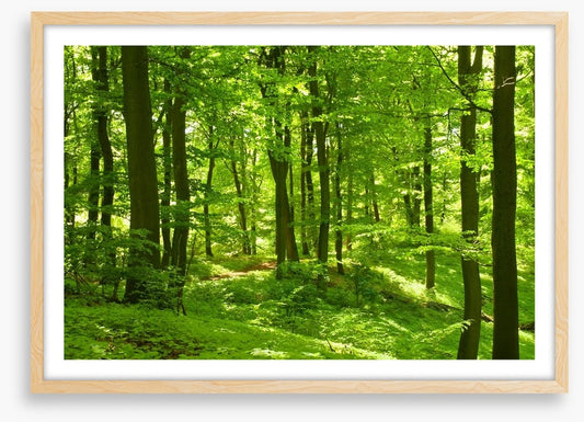 Emerald forest