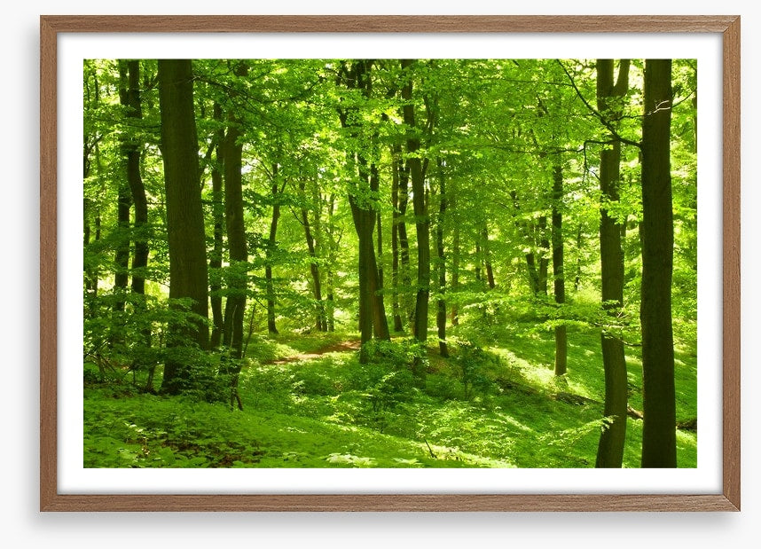 Emerald forest