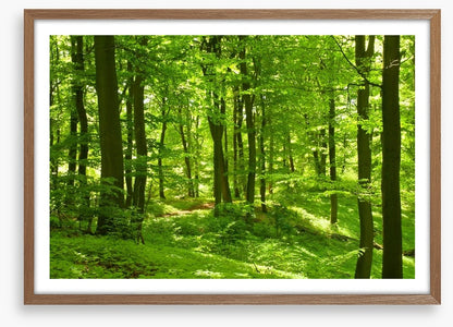 Emerald forest