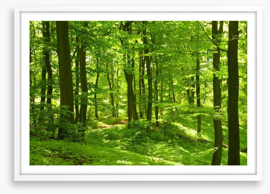 Emerald forest