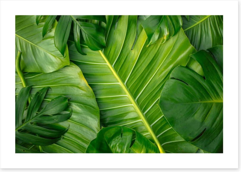 Feeling leafy