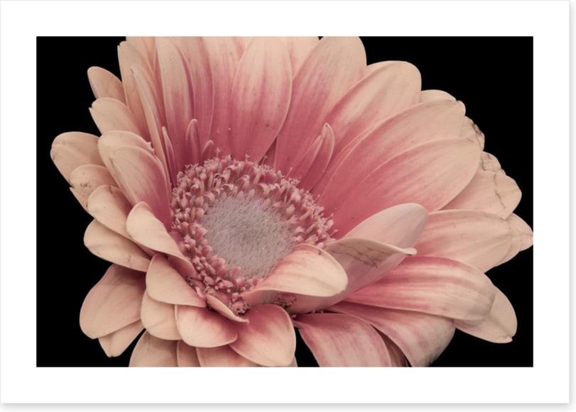 One pink gerbera