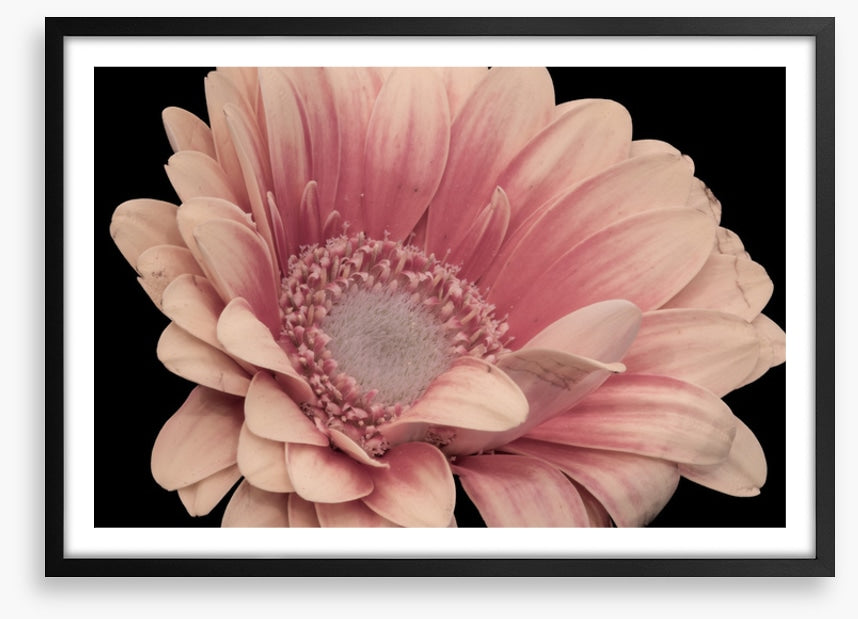 One pink gerbera