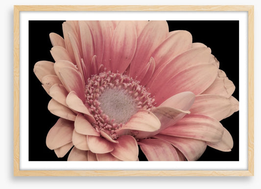 One pink gerbera