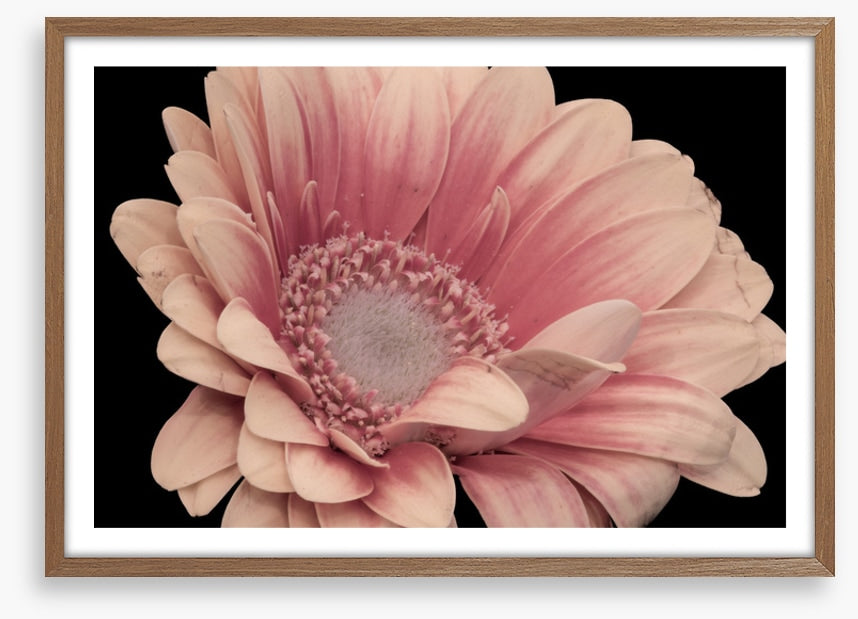 One pink gerbera