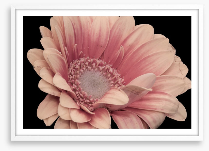 One pink gerbera