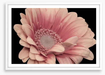 One pink gerbera