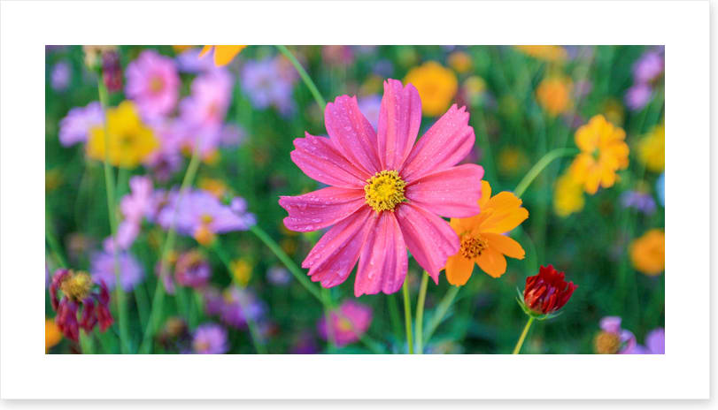 One pink cosmos