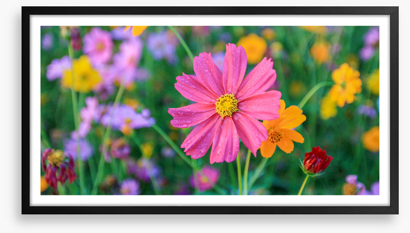 One pink cosmos