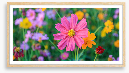 One pink cosmos