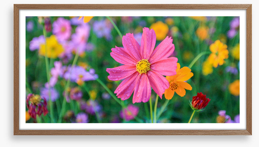 One pink cosmos
