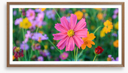 One pink cosmos