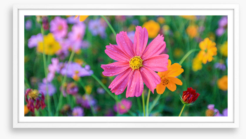 One pink cosmos