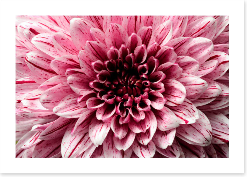 Pink aster petals