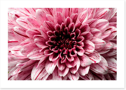 Pink aster petals