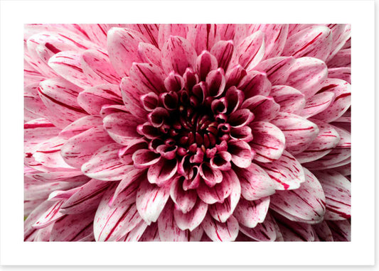 Pink aster petals