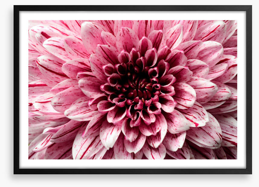 Pink aster petals