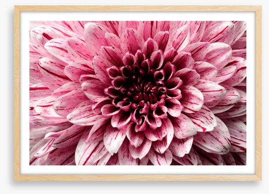 Pink aster petals
