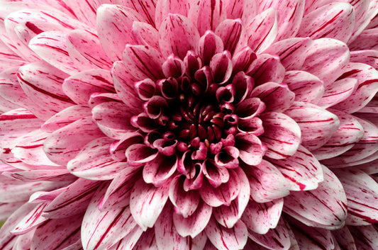 Pink aster petals